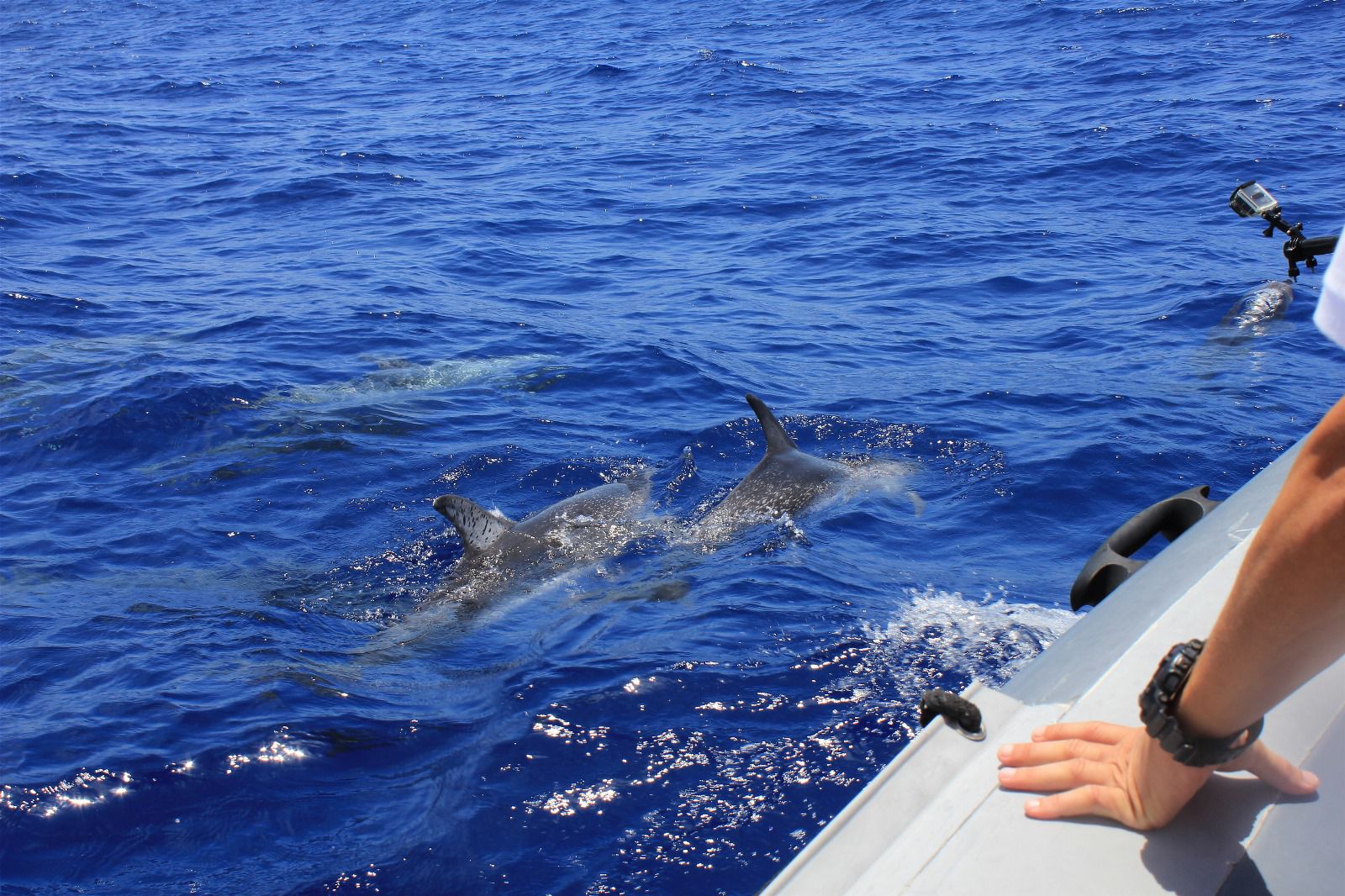 Dolphins